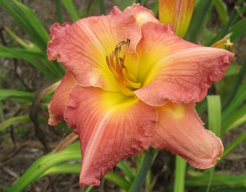 Hemerocallis 'Eager to Please'